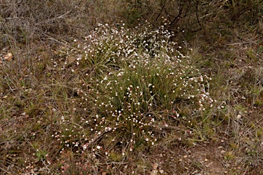 APII jpeg image of Leucopogon virgatus  © contact APII