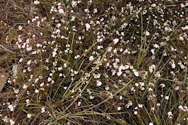 APII jpeg image of Leucopogon virgatus  © contact APII