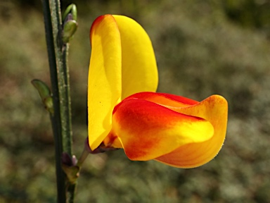 APII jpeg image of Cytisus scoparius  © contact APII