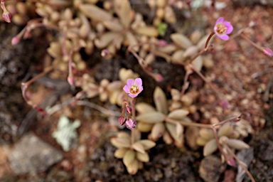 APII jpeg image of Calandrinia eremaea  © contact APII