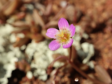 APII jpeg image of Calandrinia eremaea  © contact APII