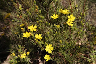 APII jpeg image of Hibbertia calycina  © contact APII