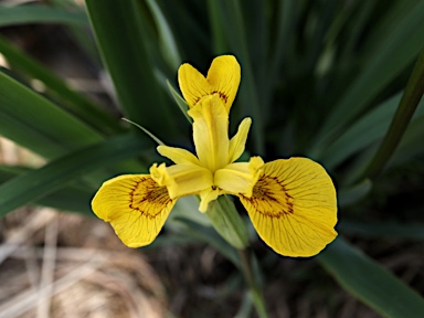 APII jpeg image of Iris pseudacorus  © contact APII