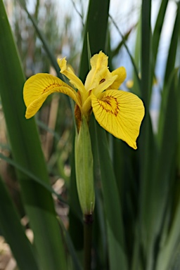 APII jpeg image of Iris pseudacorus  © contact APII