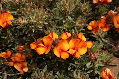 APII jpeg image of Pultenaea subspicata  © contact APII