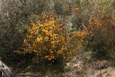 APII jpeg image of Pultenaea altissima  © contact APII