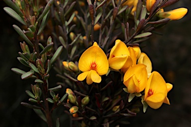 APII jpeg image of Pultenaea altissima  © contact APII