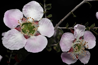 APII jpeg image of Leptospermum rotundifolium  © contact APII