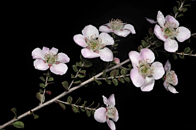 APII jpeg image of Leptospermum rotundifolium  © contact APII