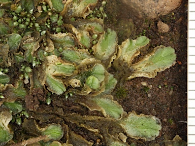 APII jpeg image of Riccia papulosa  © contact APII