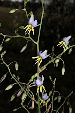 APII jpeg image of Dianella longifolia var. longifolia  © contact APII