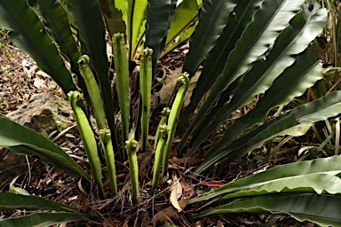 APII jpeg image of Asplenium australasicum  © contact APII