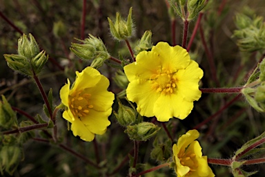 APII jpeg image of Potentilla recta  © contact APII