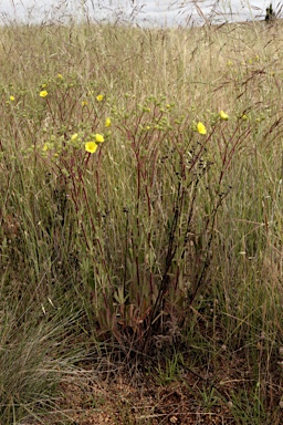 APII jpeg image of Potentilla recta  © contact APII