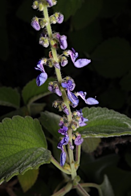 APII jpeg image of Plectranthus diversus  © contact APII