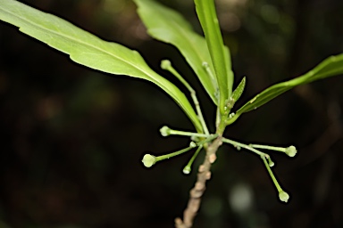 APII jpeg image of Claoxylon angustifolium  © contact APII