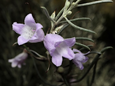 APII jpeg image of Eremophila scoparia  © contact APII