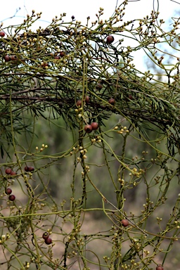 APII jpeg image of Cassytha pubescens  © contact APII