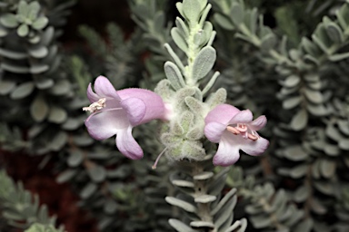 APII jpeg image of Eremophila punicea  © contact APII