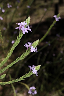 APII jpeg image of Verbena  © contact APII