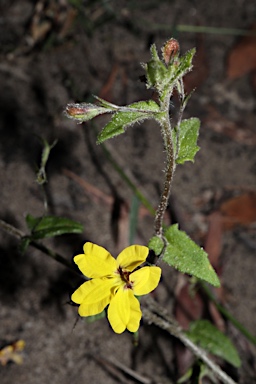 APII jpeg image of Goodenia heterophylla subsp. eglandulosa  © contact APII