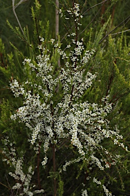 APII jpeg image of Leptospermum juniperinum  © contact APII