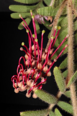 APII jpeg image of Grevillea caleyi  © contact APII