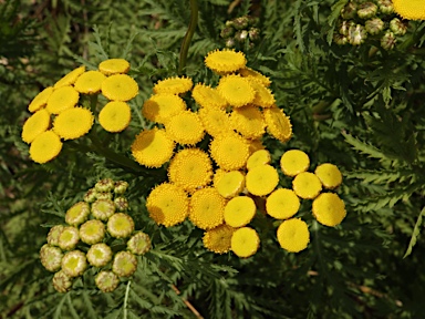 APII jpeg image of Tanacetum vulgare  © contact APII