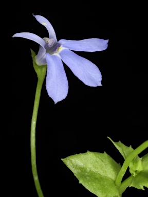 APII jpeg image of Lobelia quadrangularis  © contact APII