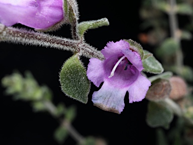 APII jpeg image of Prostanthera sp. Rowleys Creek (L.M.Copeland 4288)  © contact APII