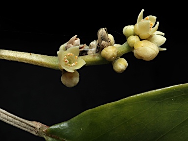 APII jpeg image of Sarcomelicope simplicifolia subsp. simplicifolia  © contact APII