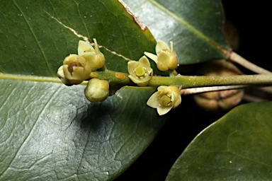 APII jpeg image of Sarcomelicope simplicifolia subsp. simplicifolia  © contact APII