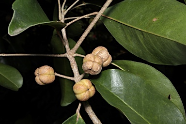 APII jpeg image of Sarcomelicope simplicifolia subsp. simplicifolia  © contact APII