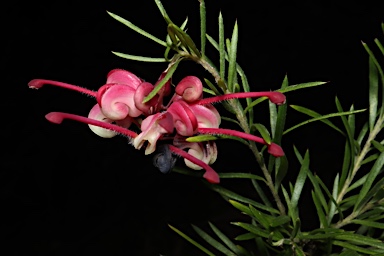 APII jpeg image of Grevillea rosmarinifolia 'Marion'  © contact APII