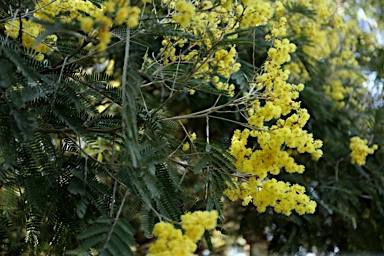 APII jpeg image of Acacia silvestris  © contact APII