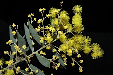 APII jpeg image of Acacia boormanii 'Gold Tips'  © contact APII