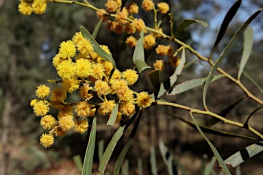 APII jpeg image of Acacia hakeoides  © contact APII