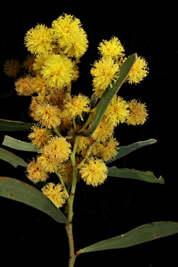 APII jpeg image of Acacia hakeoides  © contact APII