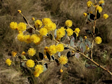 APII jpeg image of Acacia brachybotrya  © contact APII