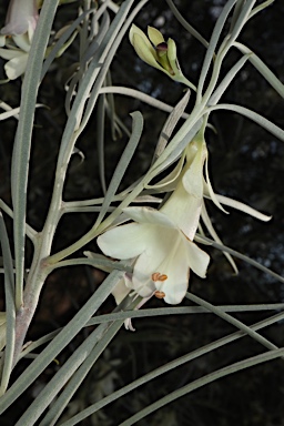 APII jpeg image of Eremophila oppositifolia subsp. oppositifolia  © contact APII