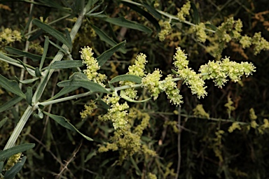 APII jpeg image of Chenopodium nitrariaceum  © contact APII