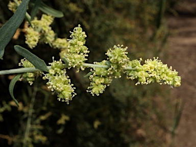 APII jpeg image of Chenopodium nitrariaceum  © contact APII