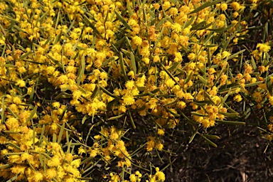 APII jpeg image of Acacia sclerophylla var. sclerophylla  © contact APII