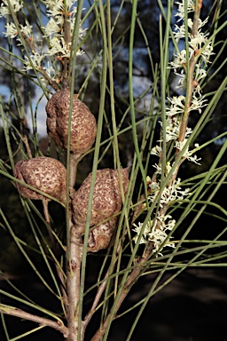 APII jpeg image of Hakea dohertyi  © contact APII