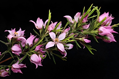 APII jpeg image of Boronia deanei subsp. acutifolia  © contact APII