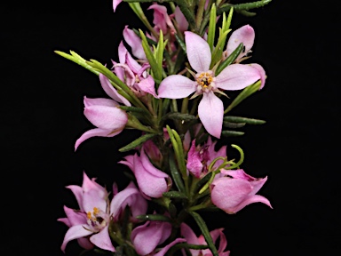 APII jpeg image of Boronia deanei subsp. acutifolia  © contact APII