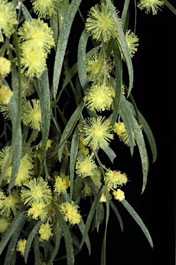 APII jpeg image of Acacia cognata 'Bower Beauty'  © contact APII