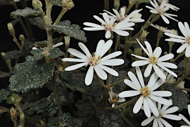 APII jpeg image of Olearia rugosa subsp. alllenderae  © contact APII