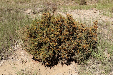 APII jpeg image of Pultenaea praetermissa MS  © contact APII