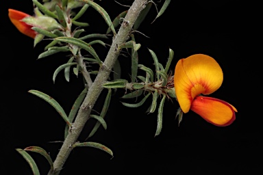 APII jpeg image of Pultenaea praetermissa MS  © contact APII